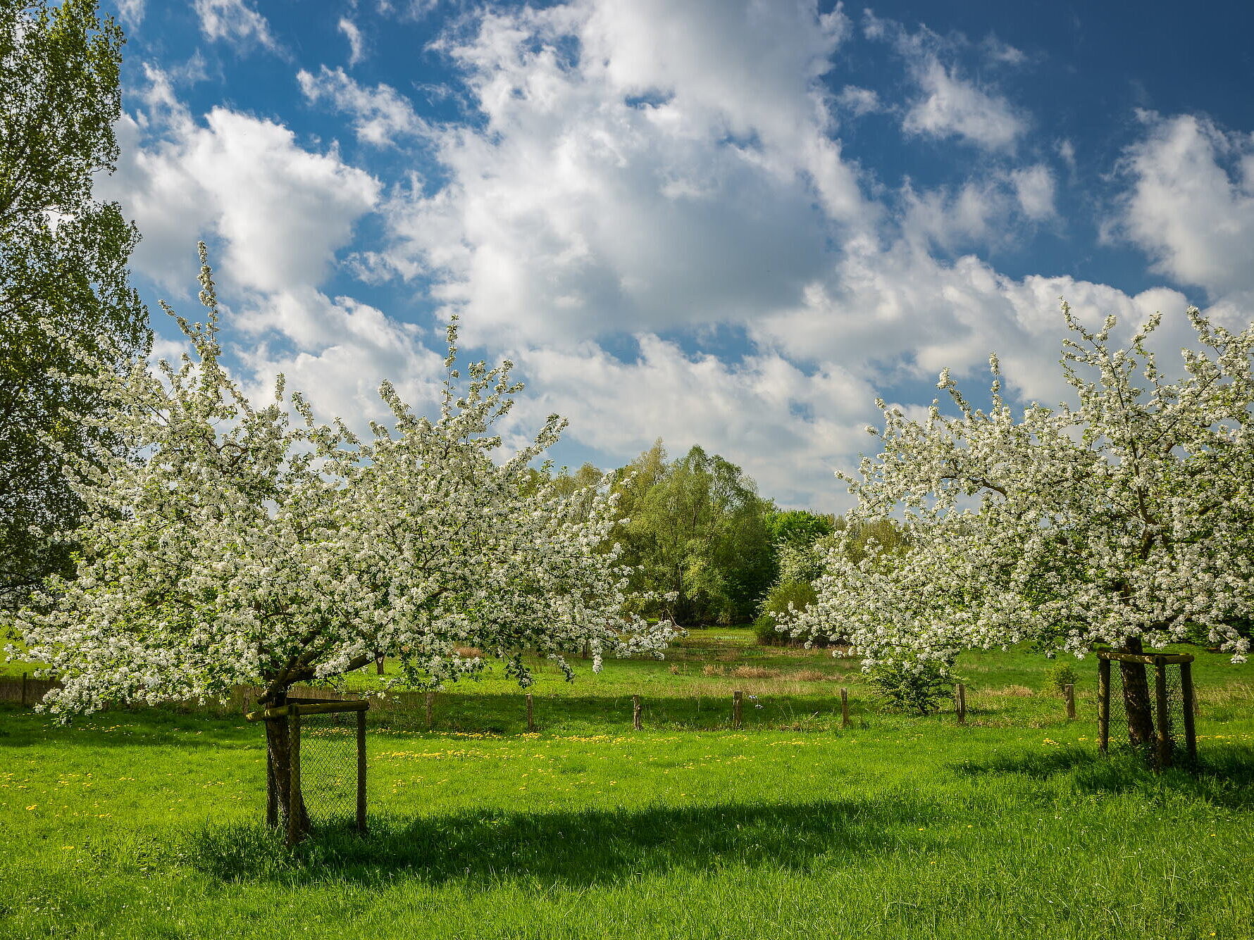 Blühende Obstbäume aus der Streuobstwiese des NaturForums. © RVR, Sprave