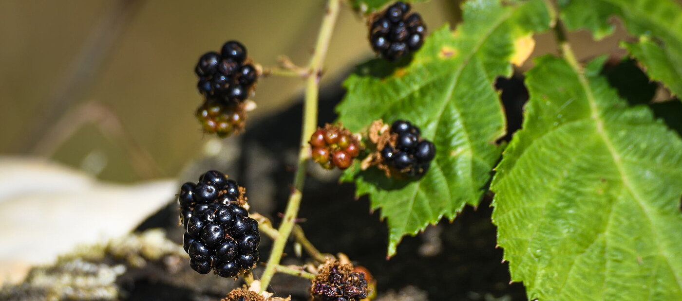 Brombeeren
