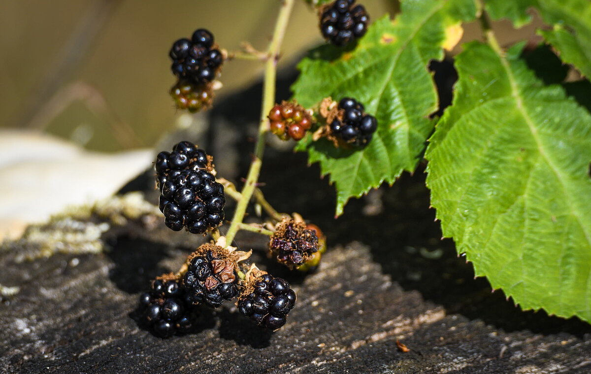 Brombeeren