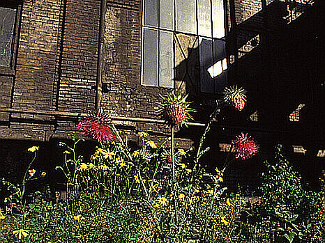 Vegetation auf dem Hüttengelände