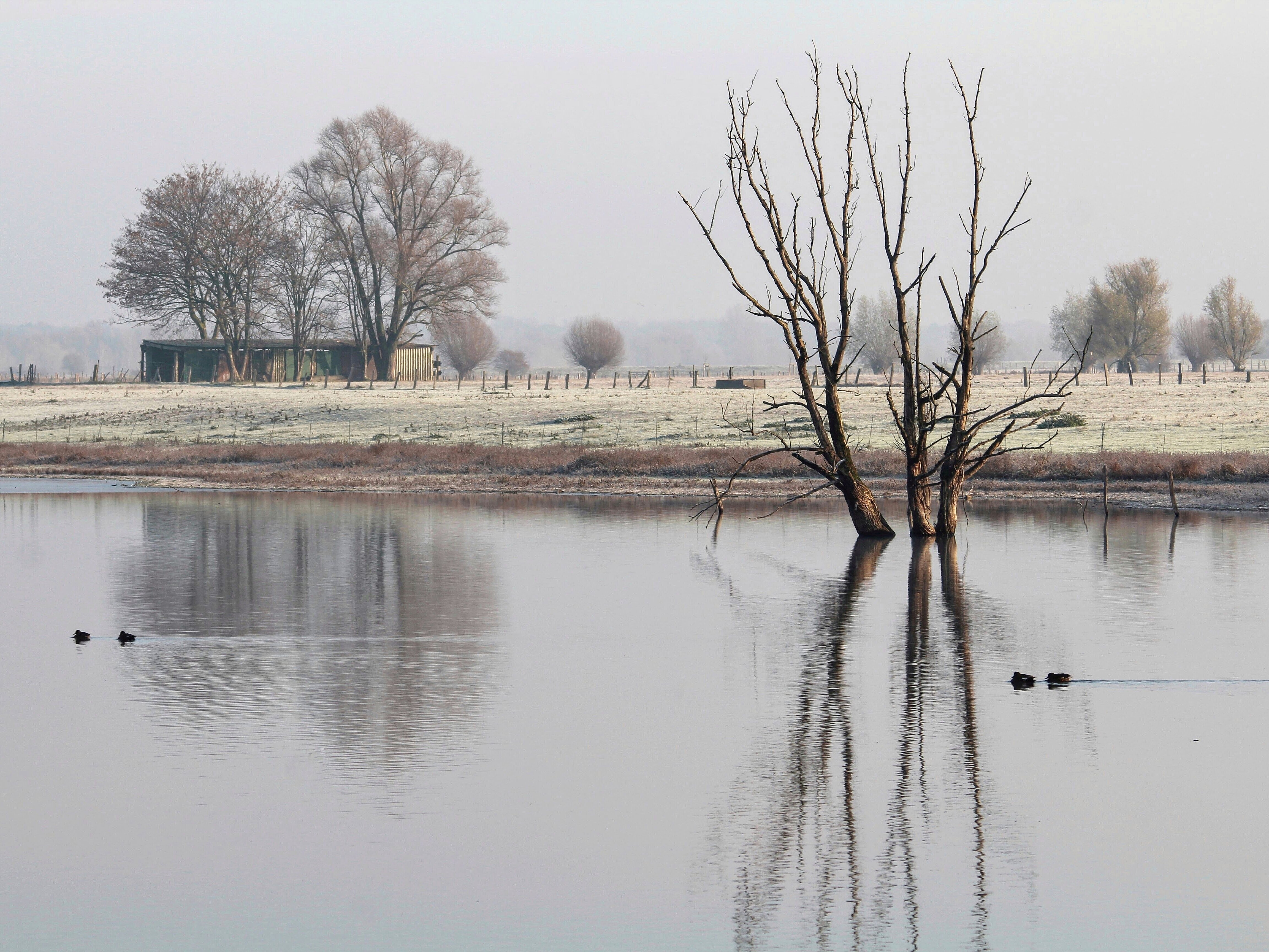 Naturschutzgebiet Bislicher Insel bei Xanten im Winter.