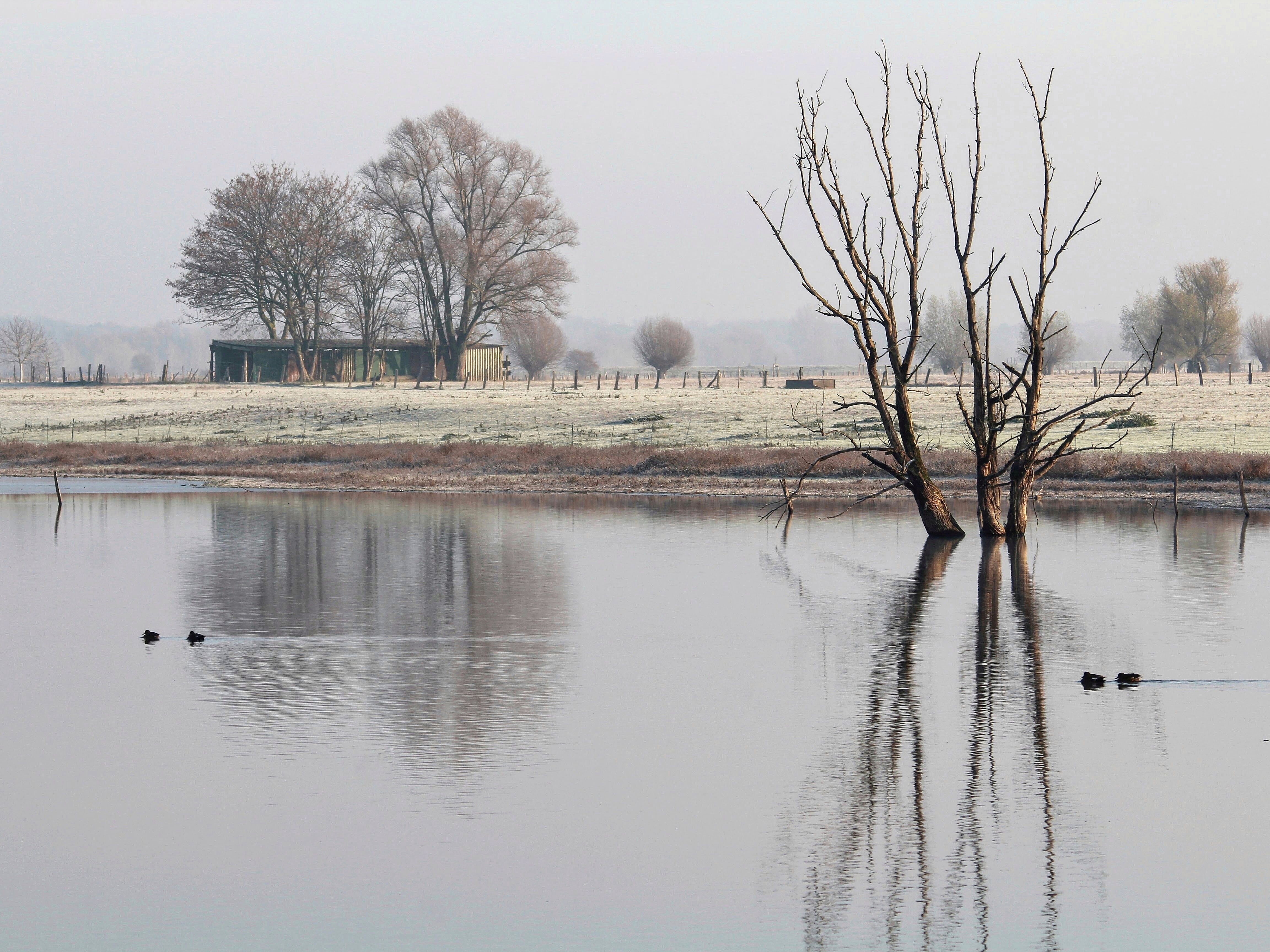 Naturschutzgebiet Bislicher Insel bei Xanten im Winter.