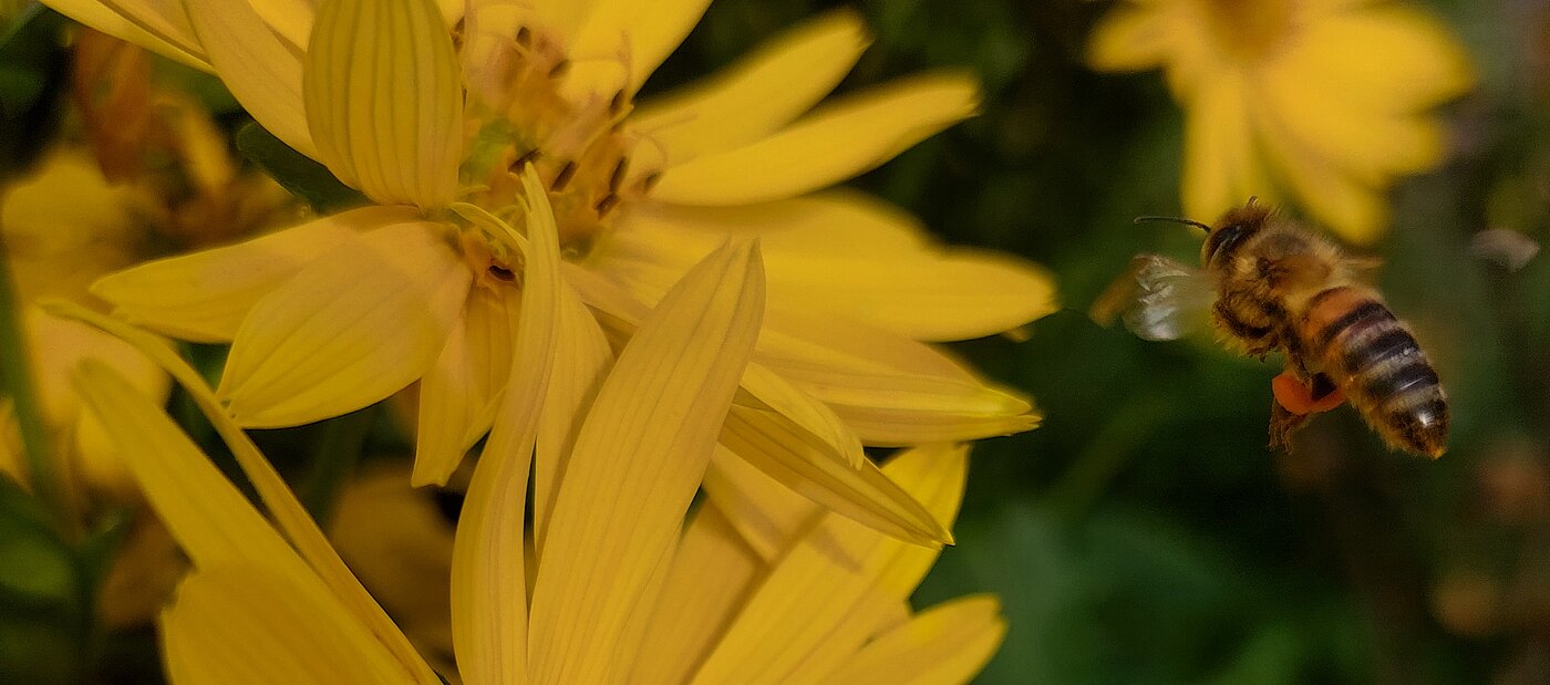 Gelbe Blüten von Topinambur, die von einer Honigbiene angeflogen werden