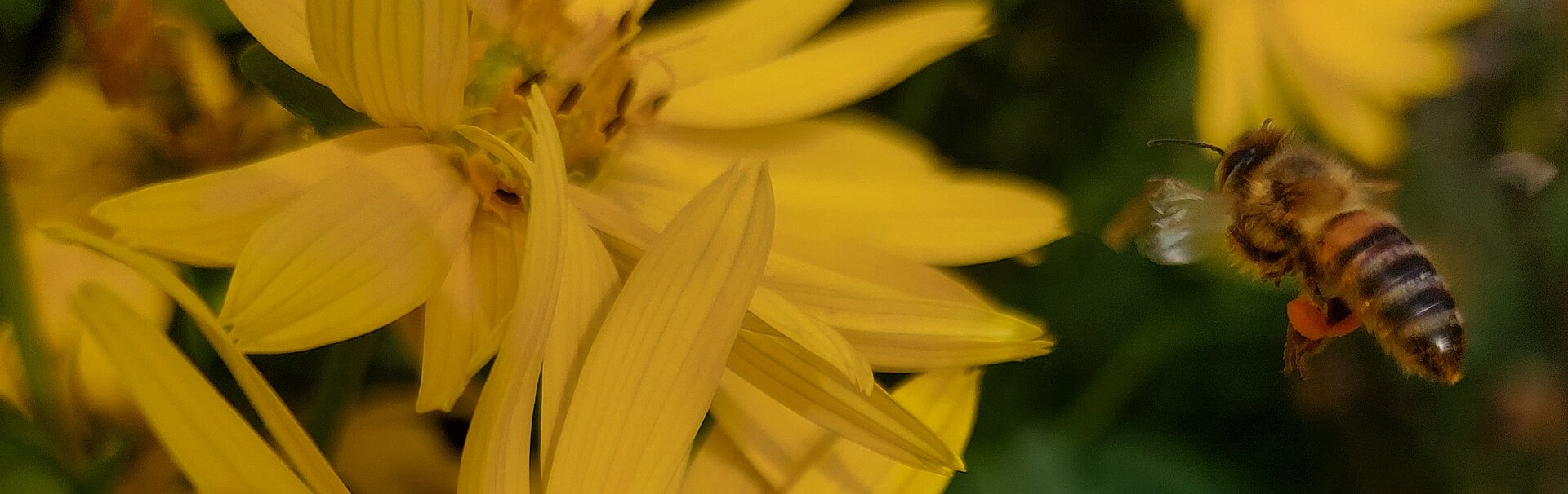 Gelbe Blüten von Topinambur, die von einer Honigbiene angeflogen werden