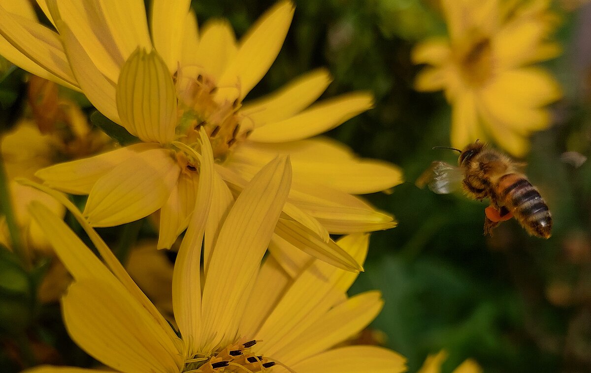 Gelbe Blüten von Topinambur, die von einer Honigbiene angeflogen werden