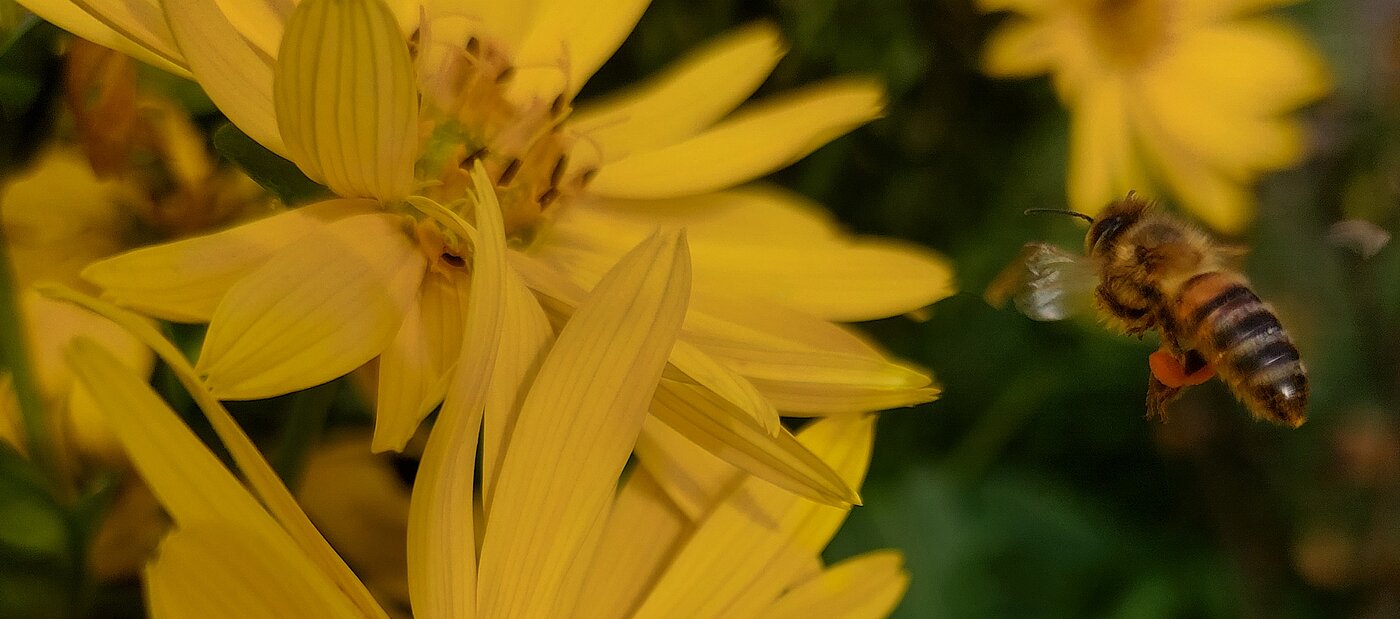 Gelbe Blüten von Topinambur, die von einer Honigbiene angeflogen werden