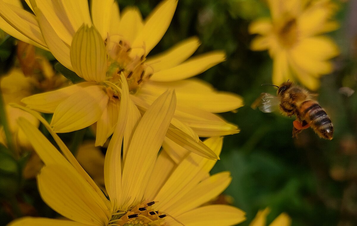 Gelbe Blüten von Topinambur, die von einer Honigbiene angeflogen werden