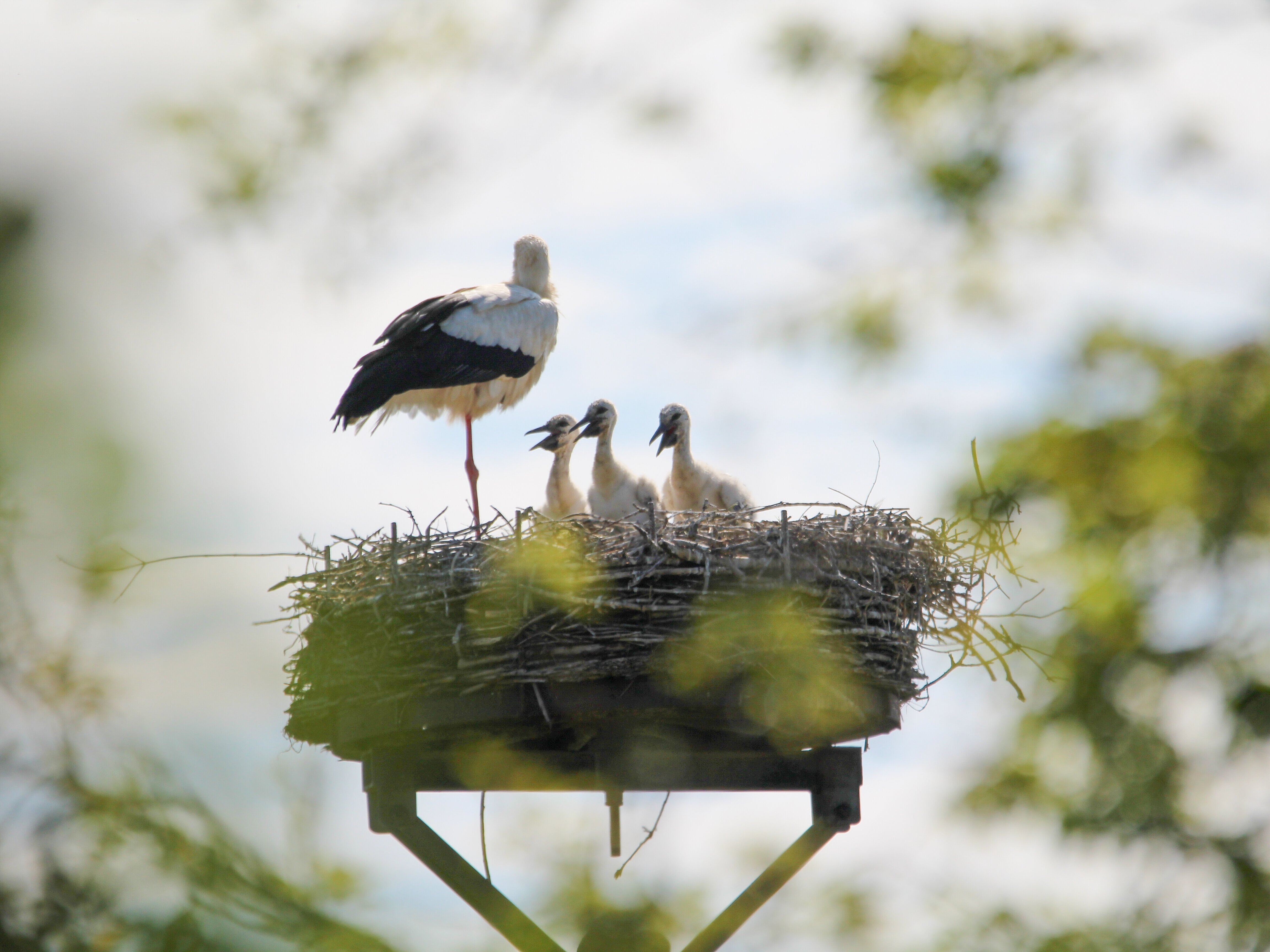 Storchenfamilie im Horst