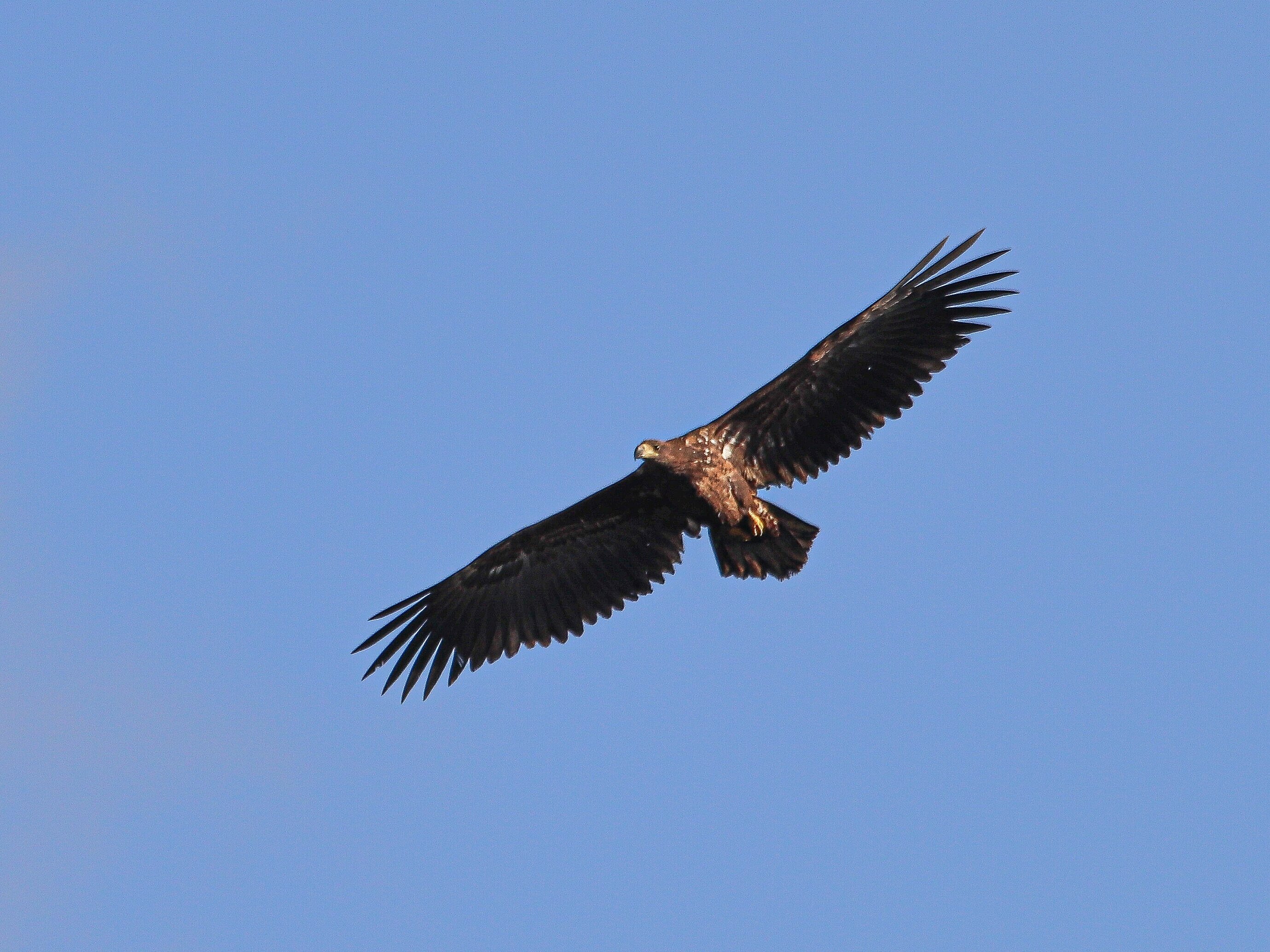 Seeadler im Flug über die Bislicher Insel