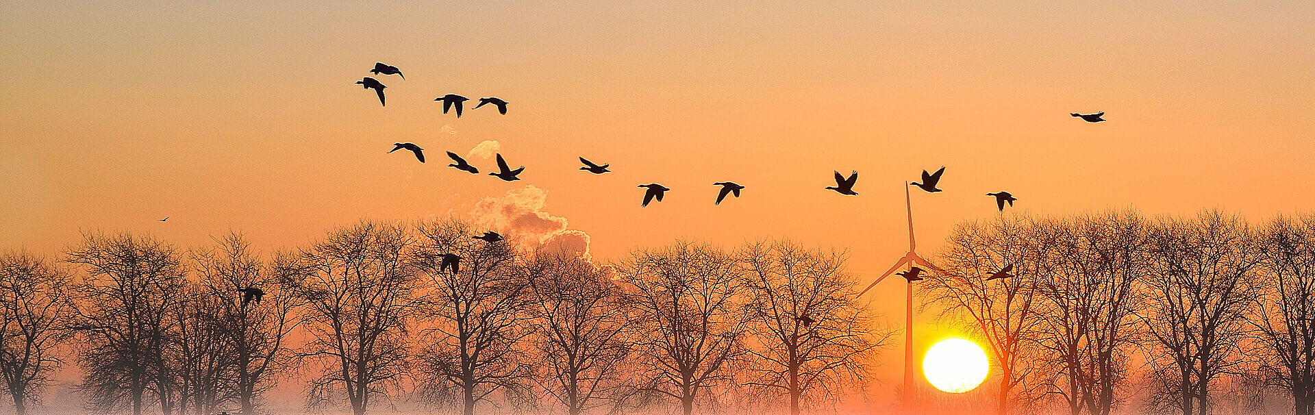 Vögel und Bäume im Sonnenuntergang