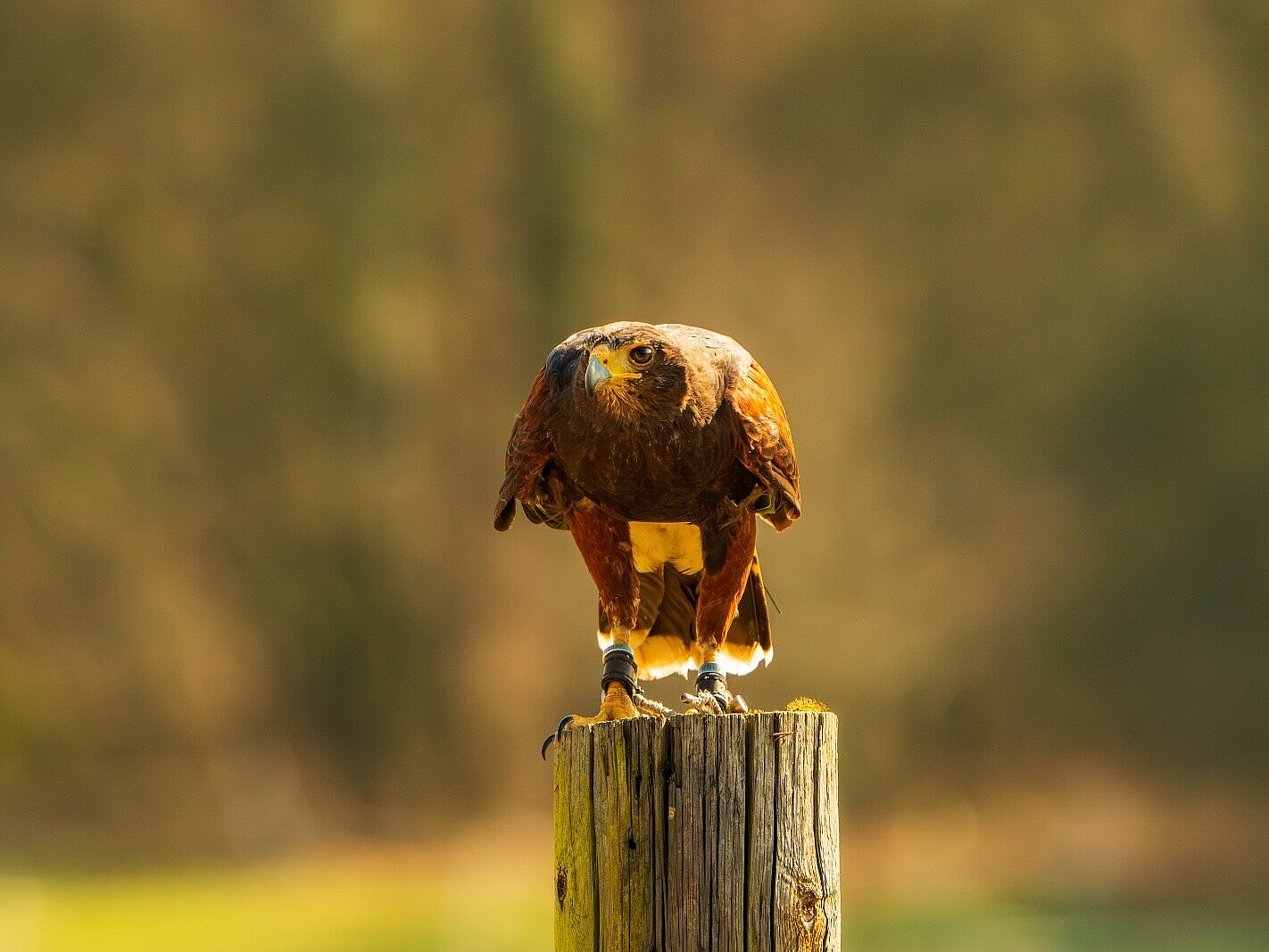 Ein Falke auf einem Zaunpfahl
