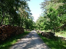 Waldweg in der Haard, 2012
