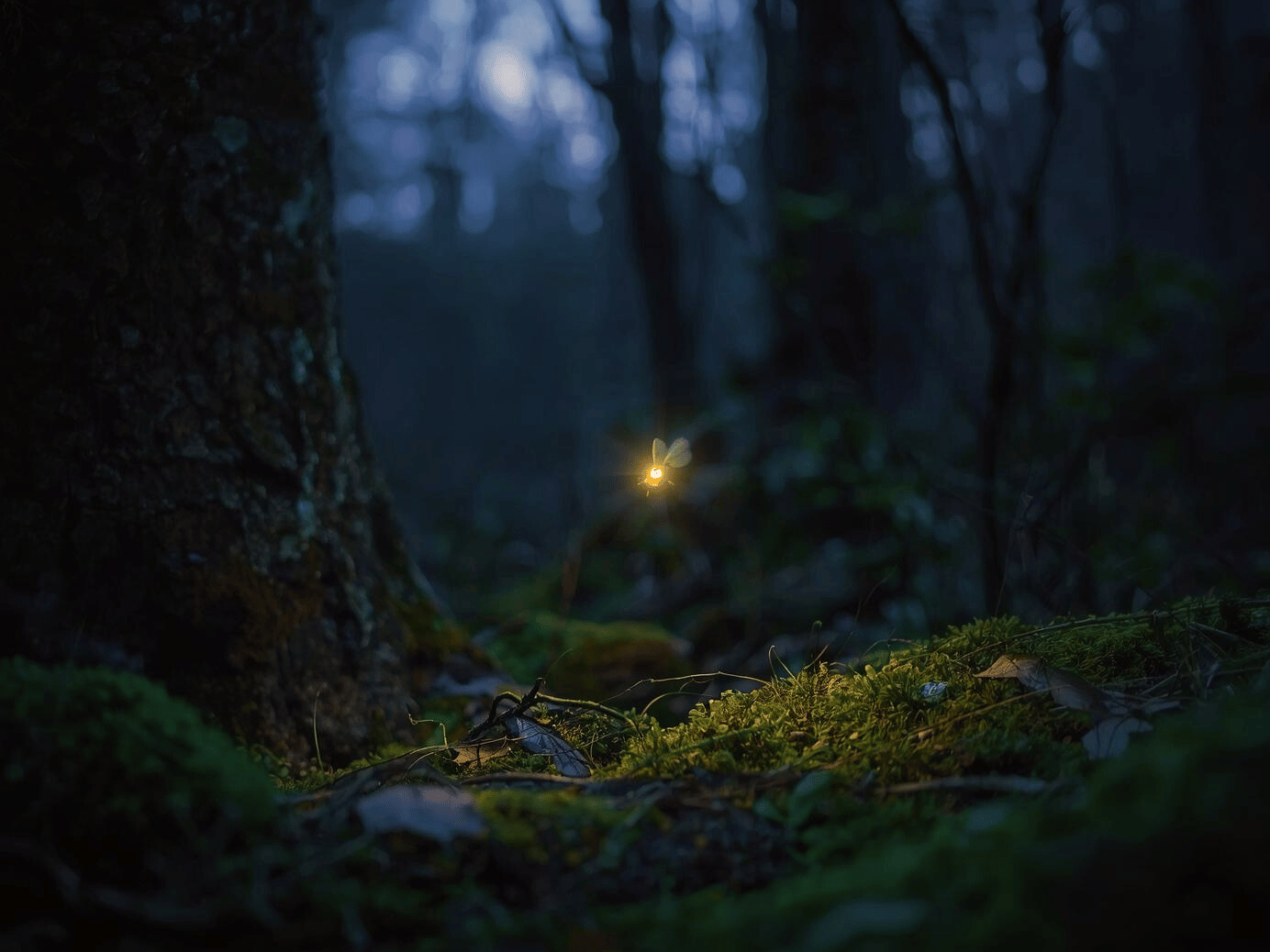 Ein leuchtendes Glühwürmchen nachts im Wald