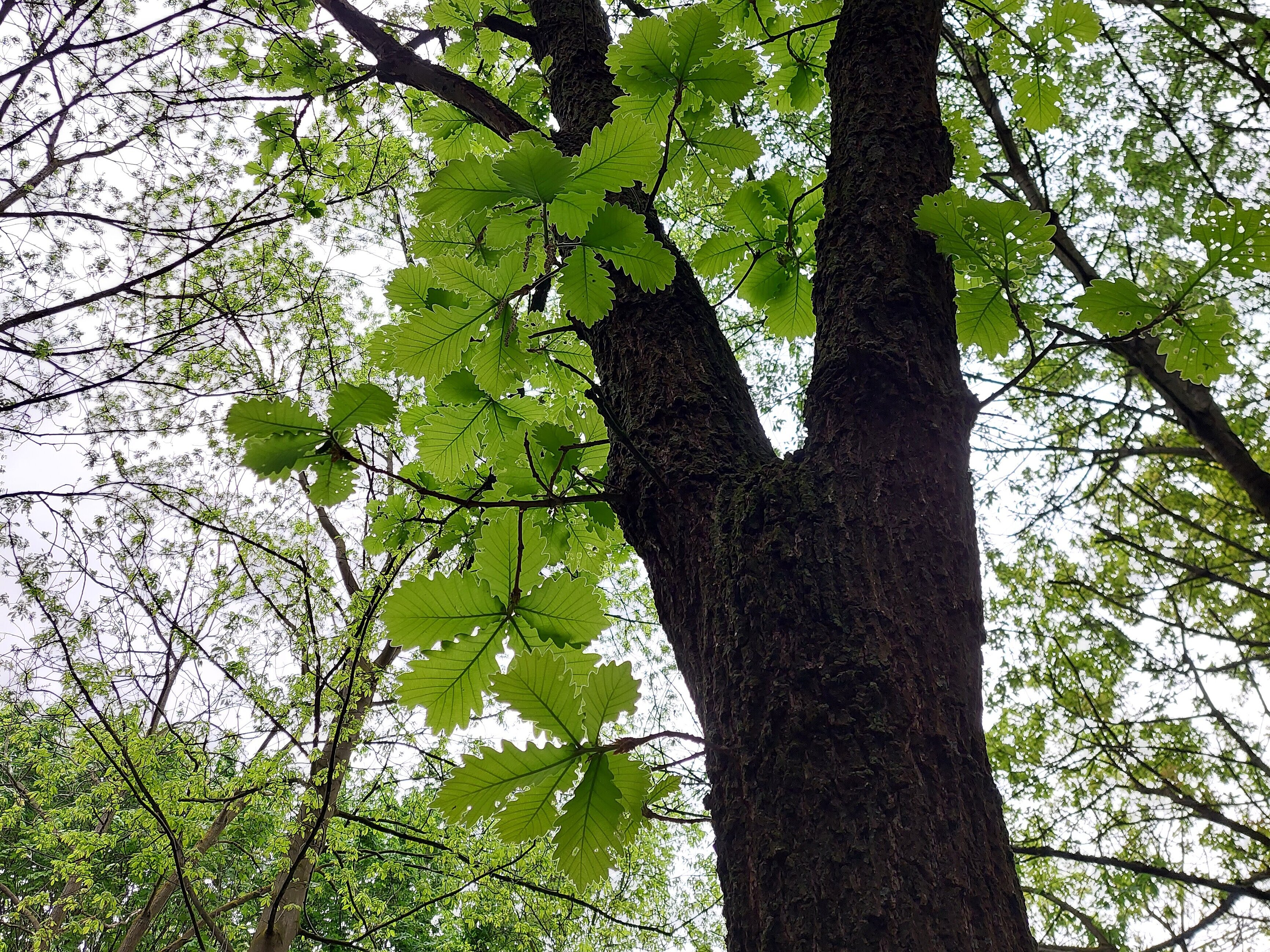 Ein Baum mit dem Blick von unten nach oben bis zur Baumkrone.