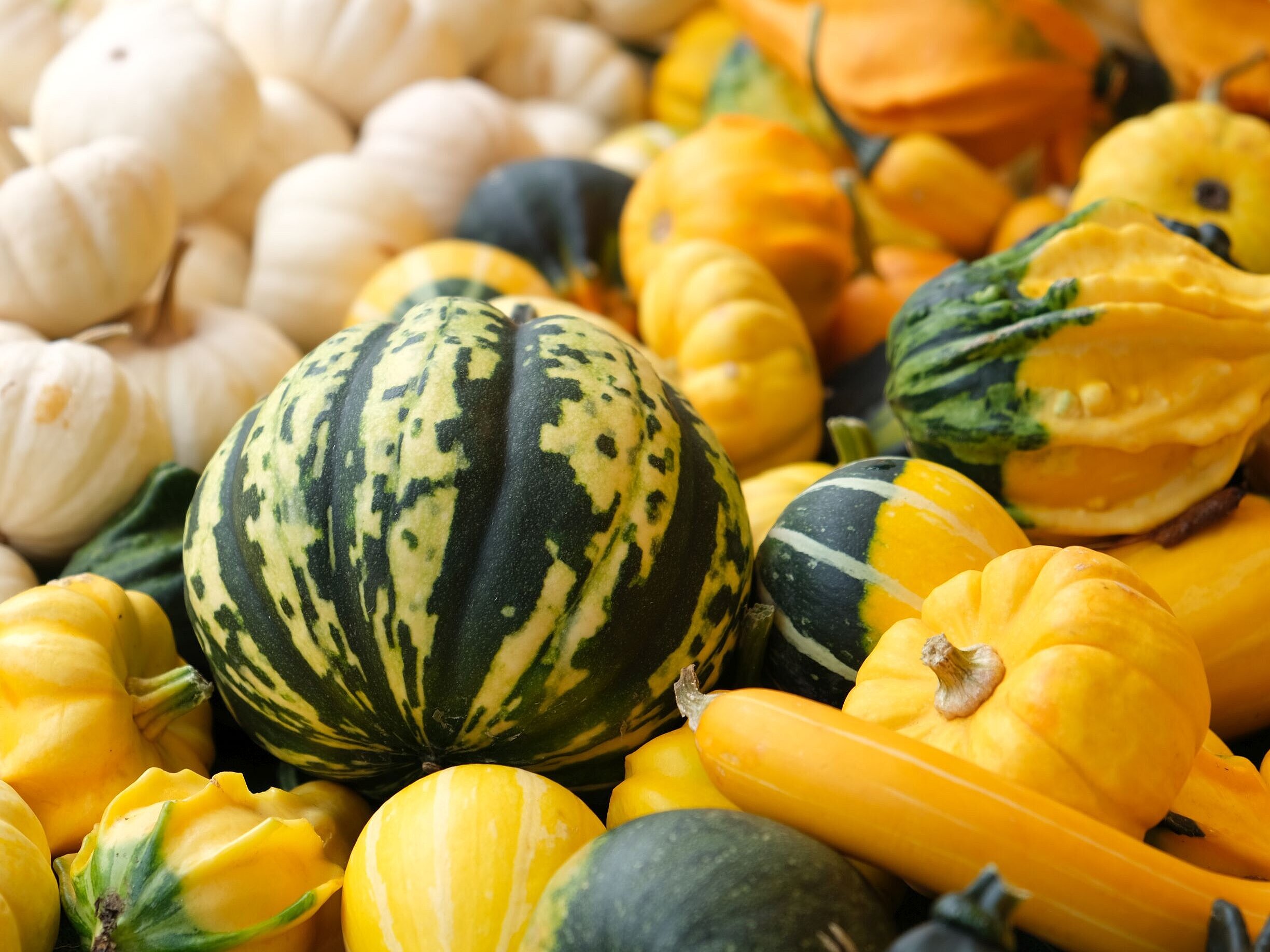 Verschiedene Kürbisse sind zusammengelegt.