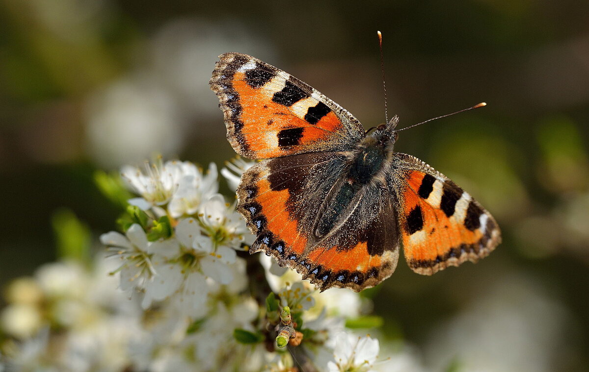 Ein Schmetterling auf einer Blume