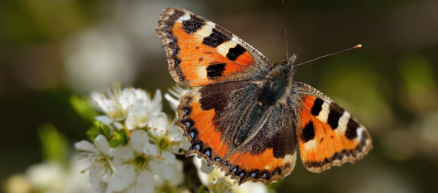Ein Schmetterling auf einer Blume