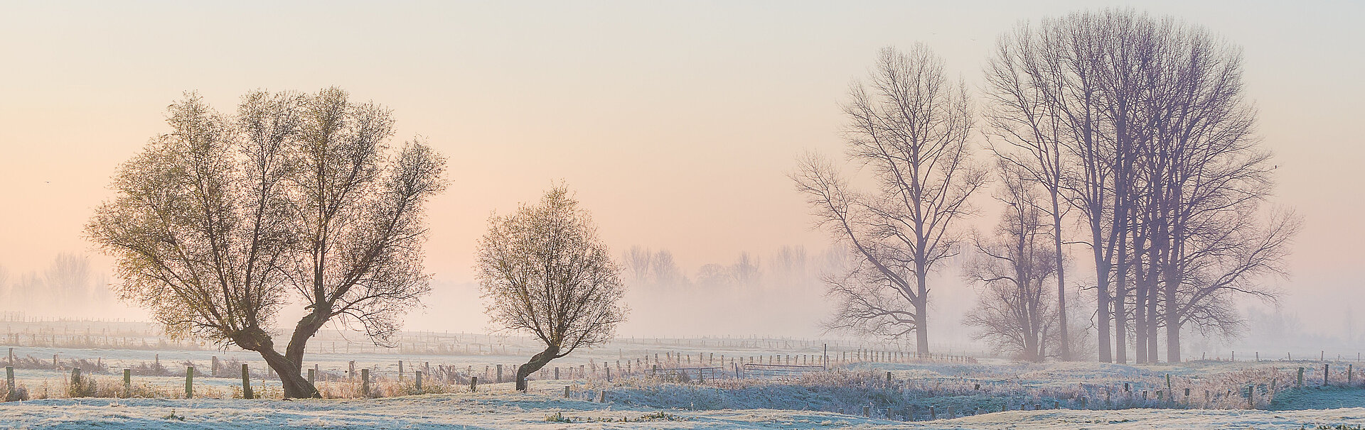 Schneebedeckte Bäume im Morgengrauen