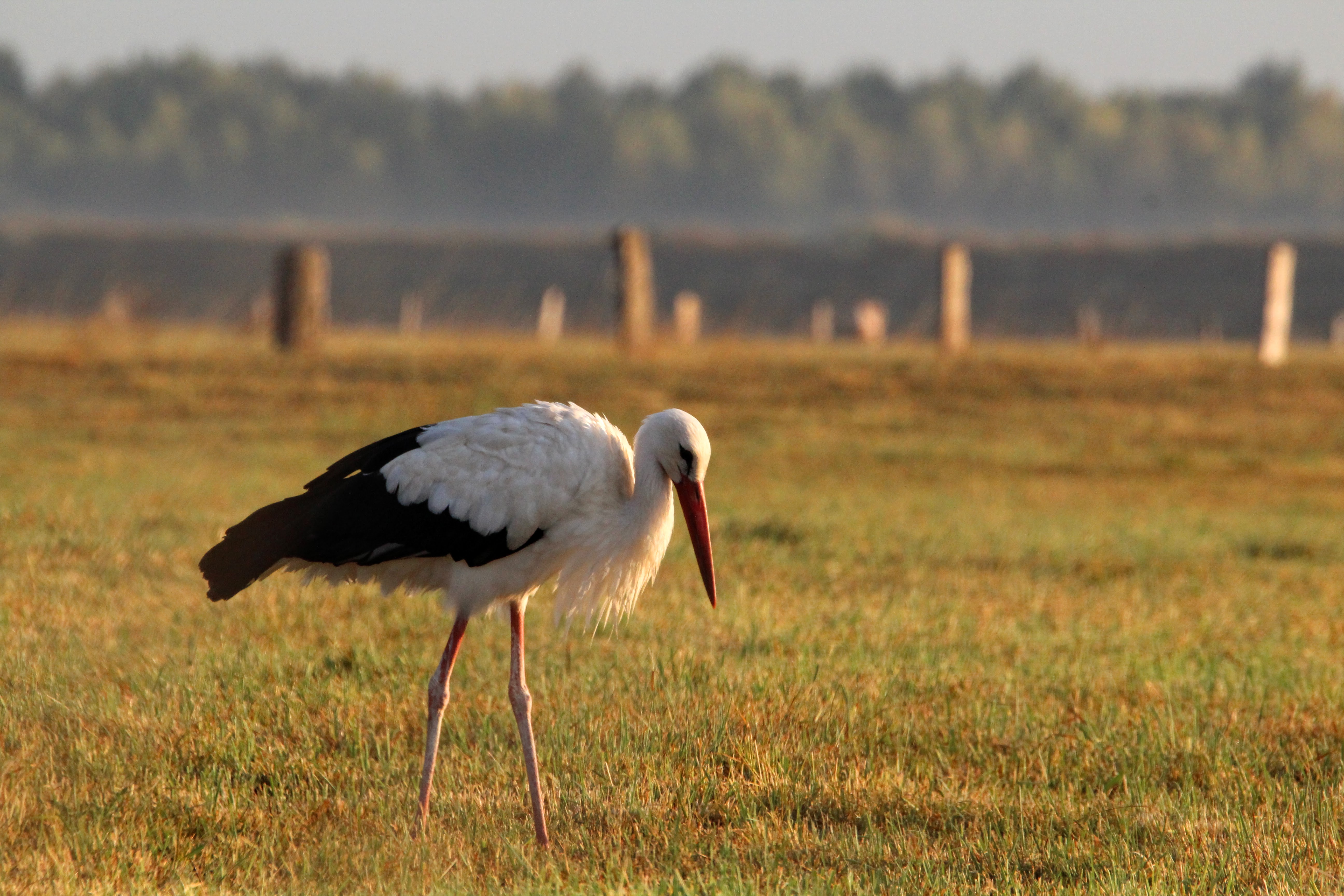Storch auf der Futtersuche auf der Bislicher Insel.