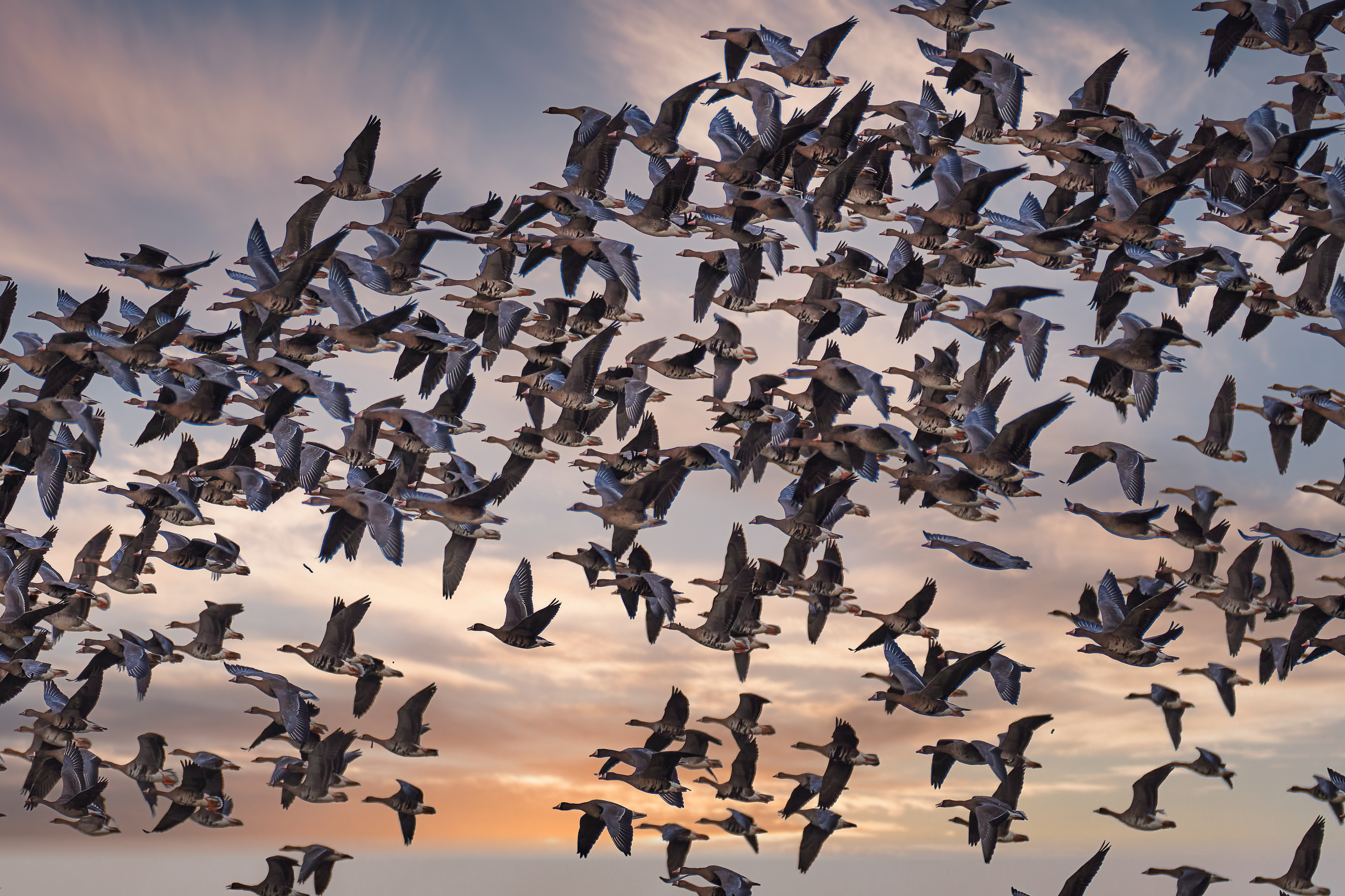 Arktische Wildgänse im Flug über die Bislicher Insel