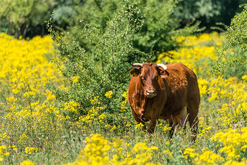 Ein Rind steht auf einer Wiese umgeben von gelben Blumen. Es schaut in Richtung Kamera.