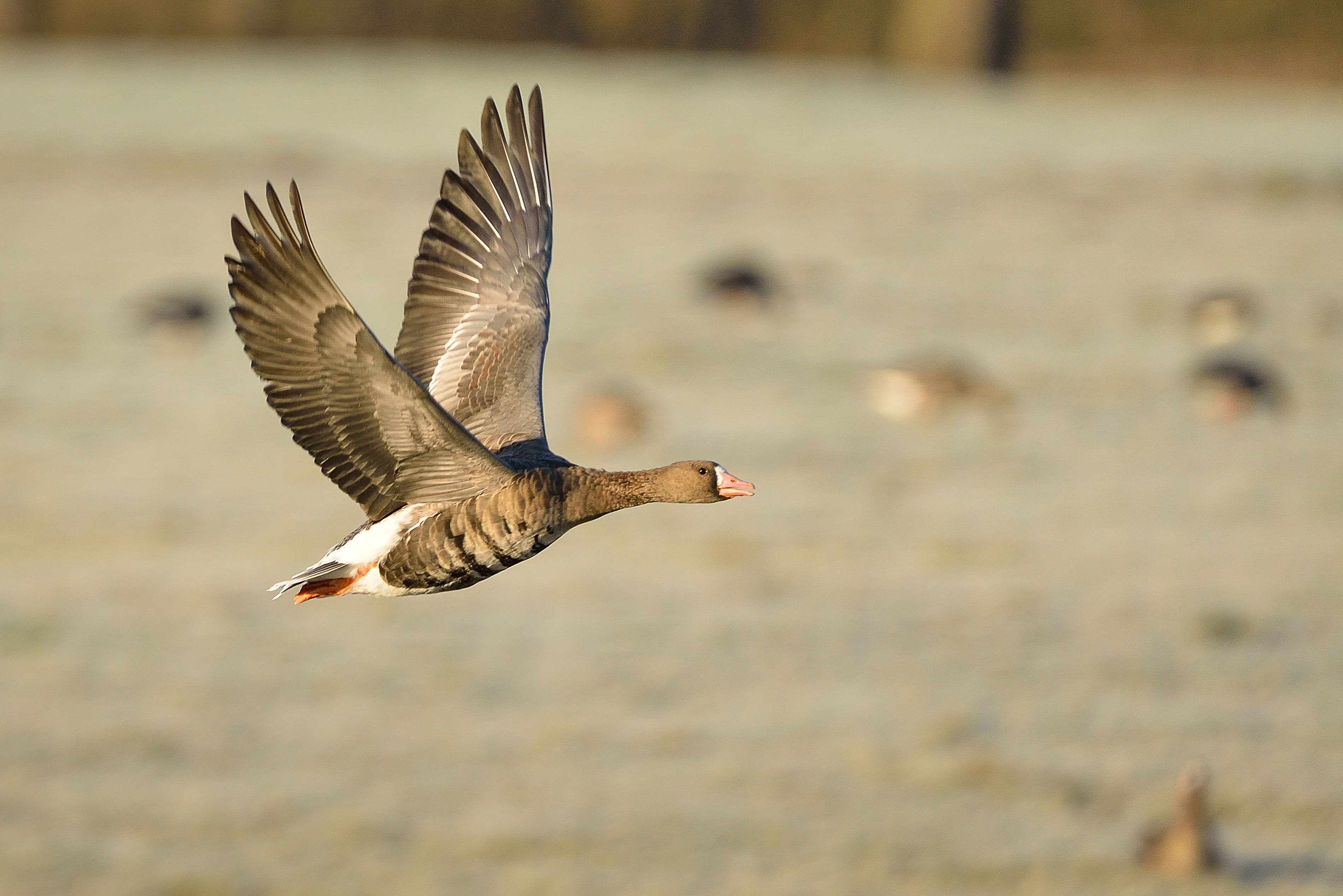 Gans im Anflug
