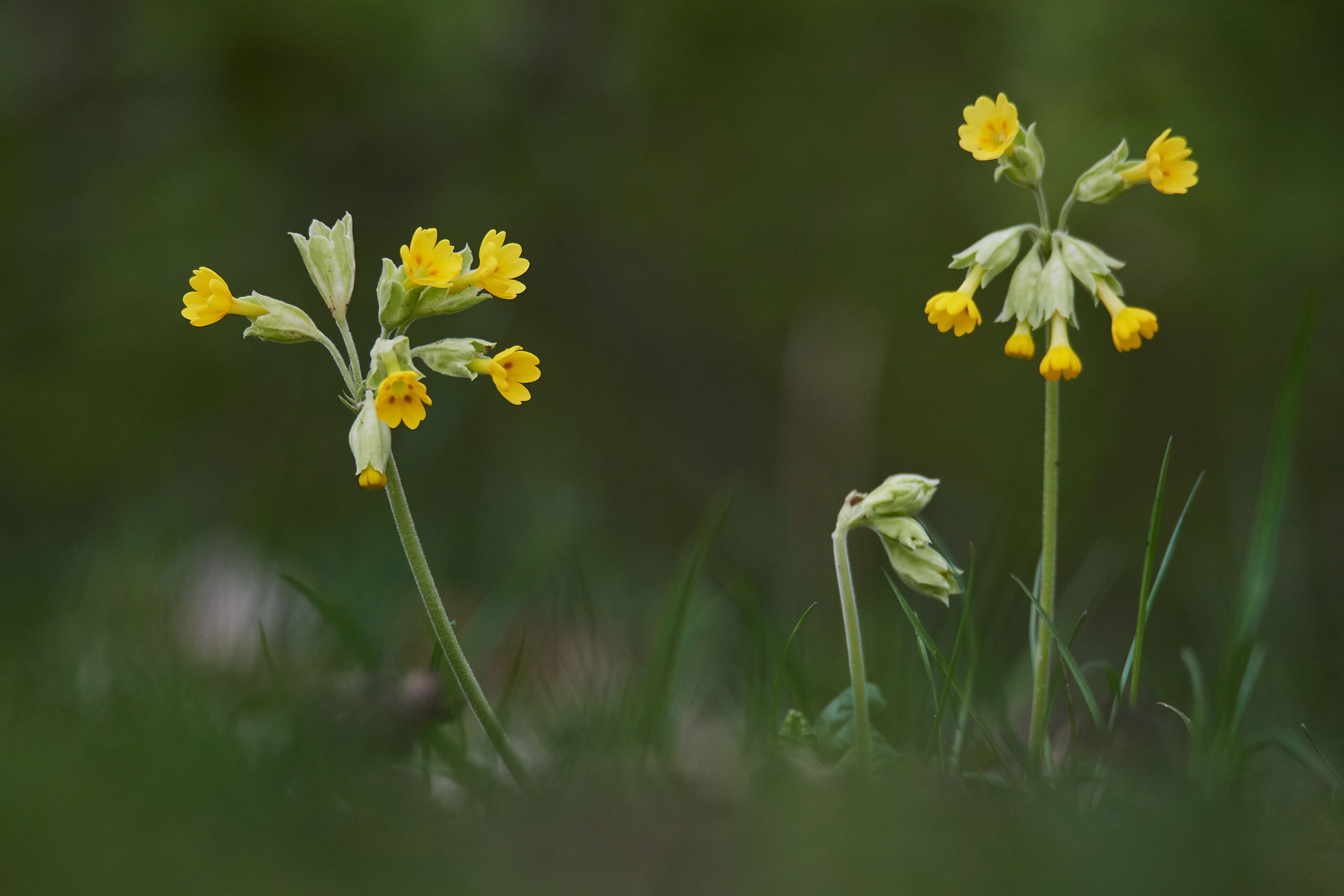 Schlüsselblumen blühen im Frühjahr auf der Bislicher Insel.