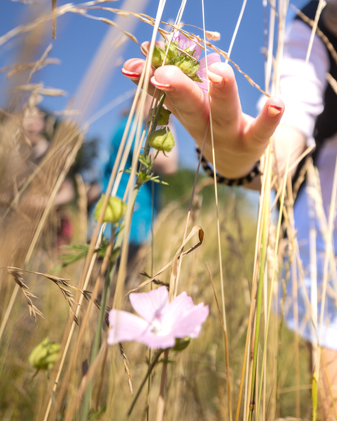 Führung Wiesenlandschaft Eine Person berührt eine Blume mit ihrer Hand