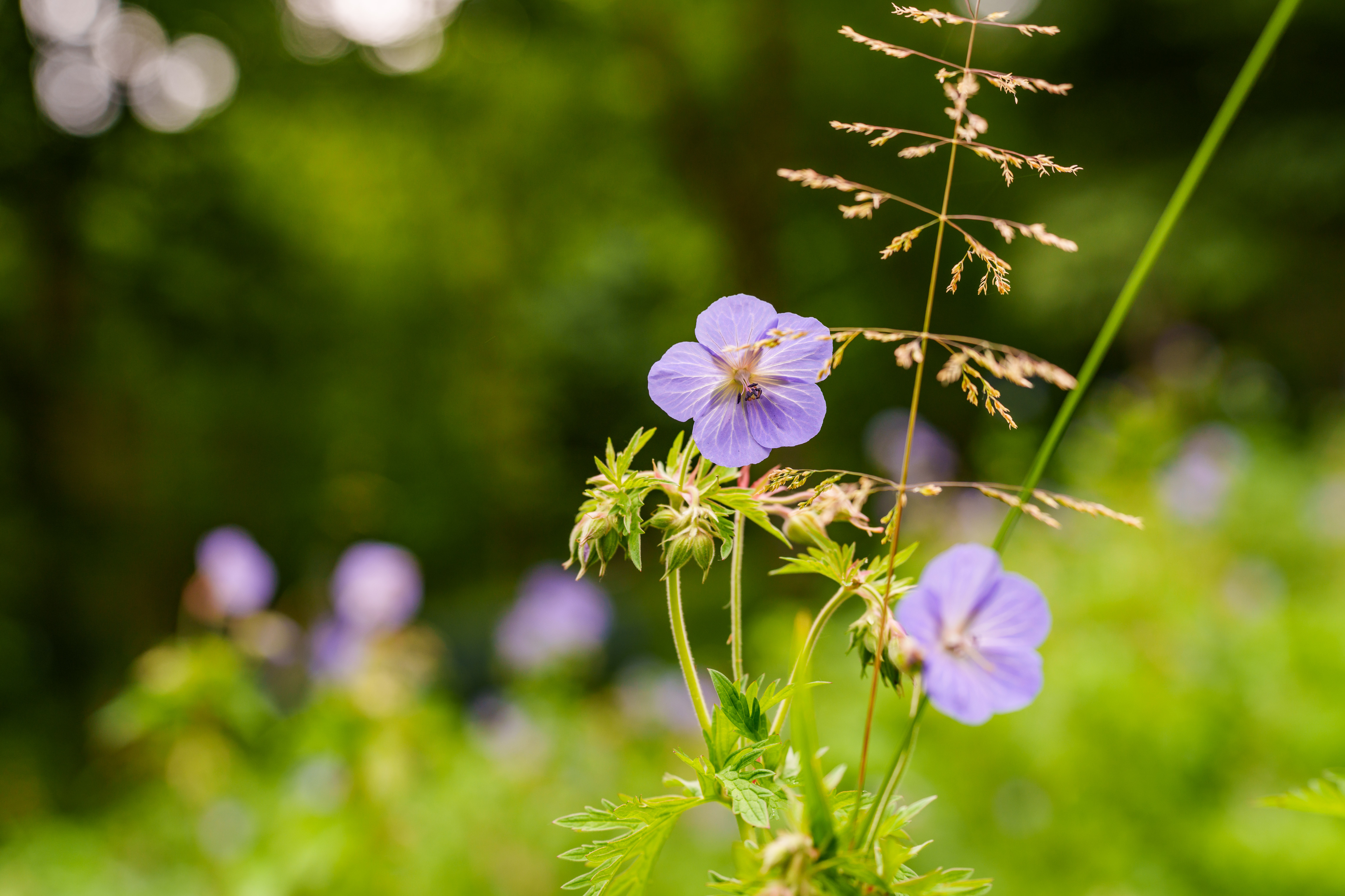 Blüten auf einer Wiese