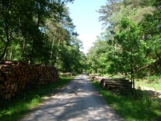 Waldweg in der Haard, 2012