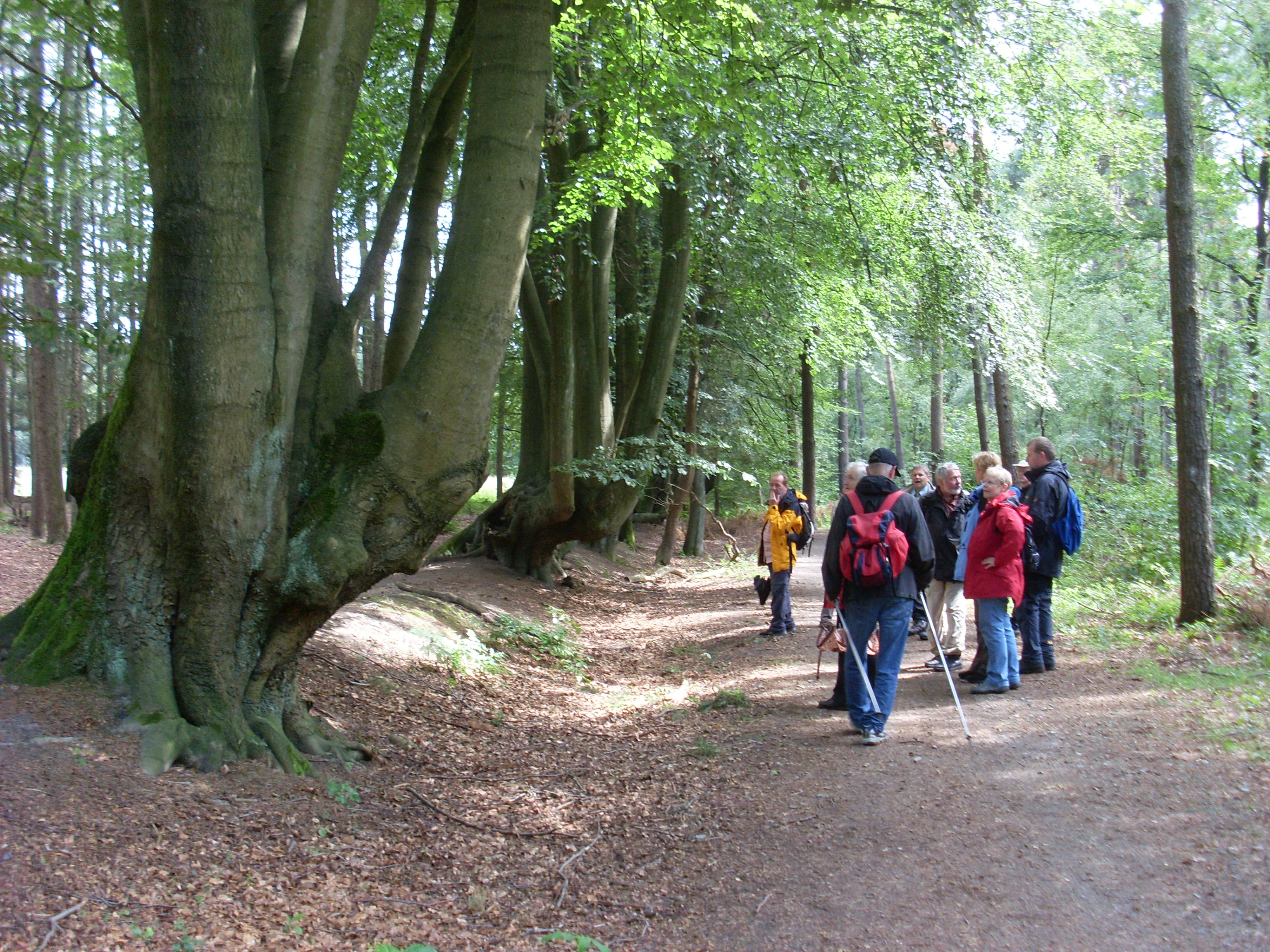 Rotbuchenwall im RVR-Waldgebiet Haard mit einer Wandergruppe.