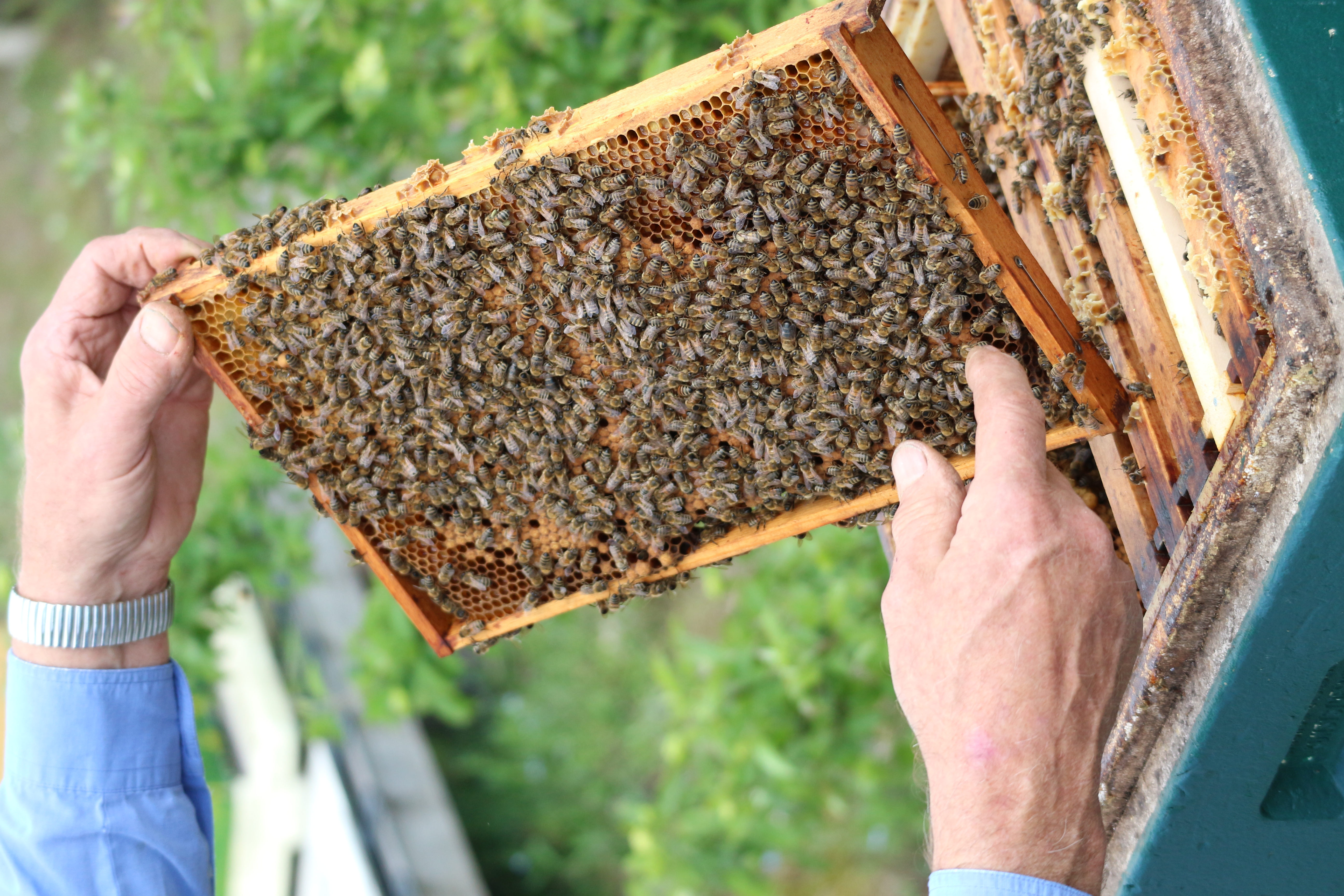 Hoheward-Imker zeigt Bienenwaben