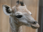 Angola-Giraffenbaby. Foto: Zoo Dortmund
