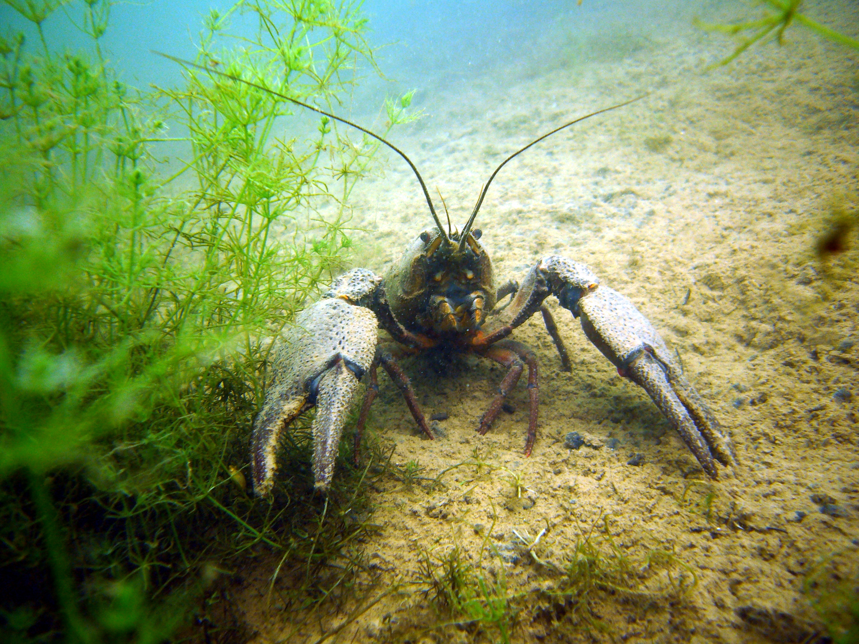 Ein Krebs unter Wasser