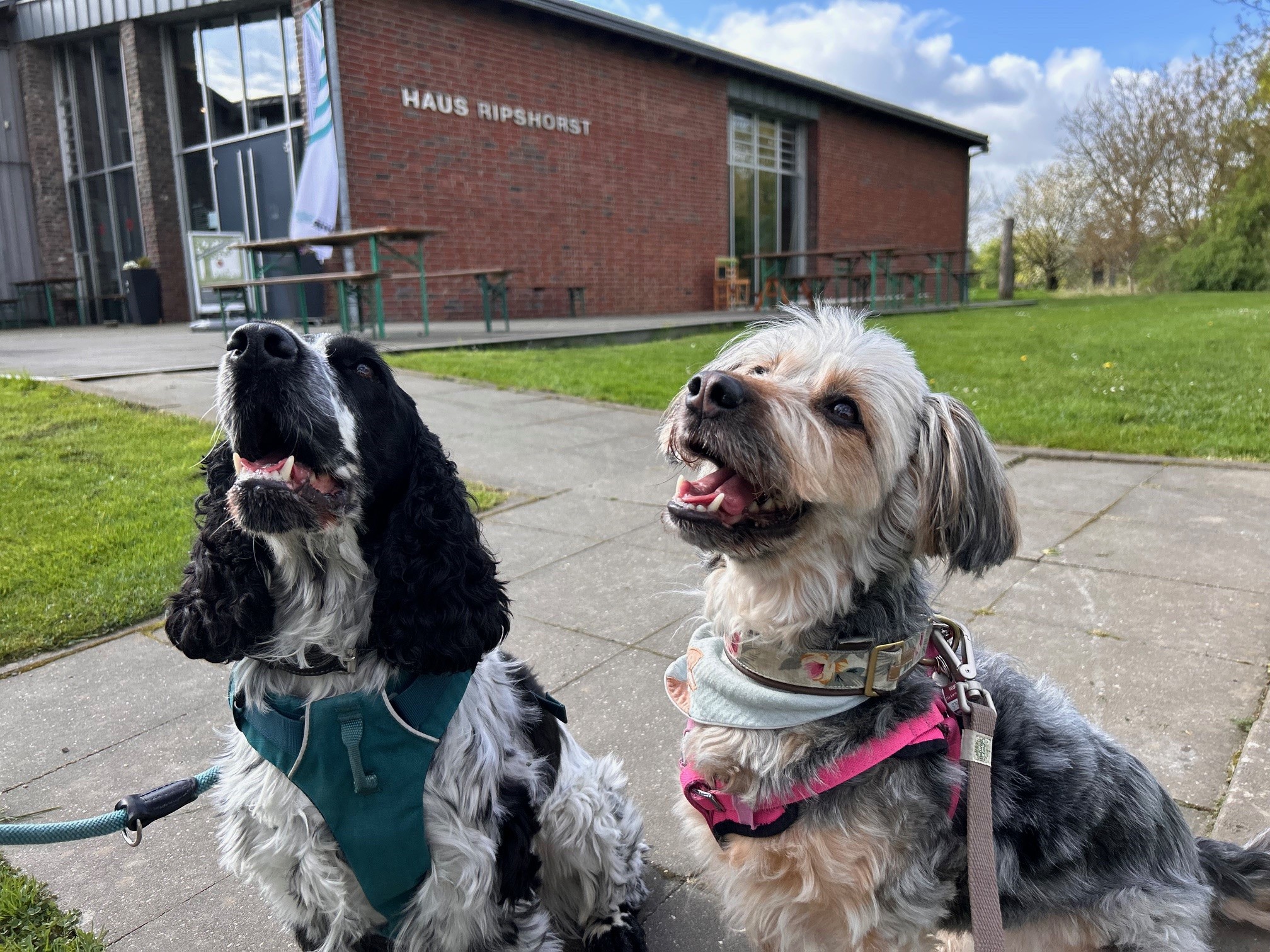 Zwei Hunde vor dem Besucherzentrum Haus Risphorst