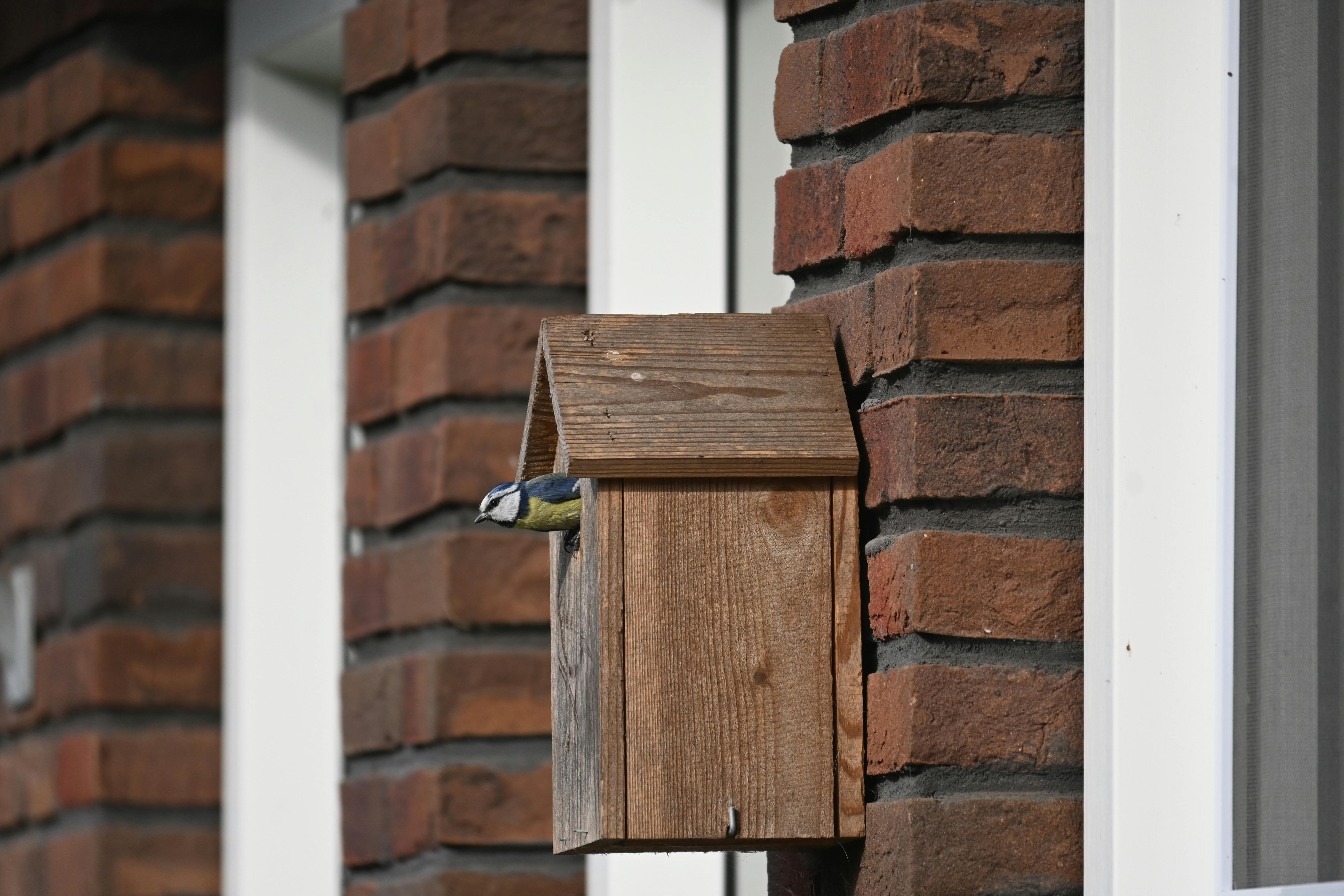 Ein Vogel schaut aus einem an einer Steinwand hängenden Nistkasten heraus. 